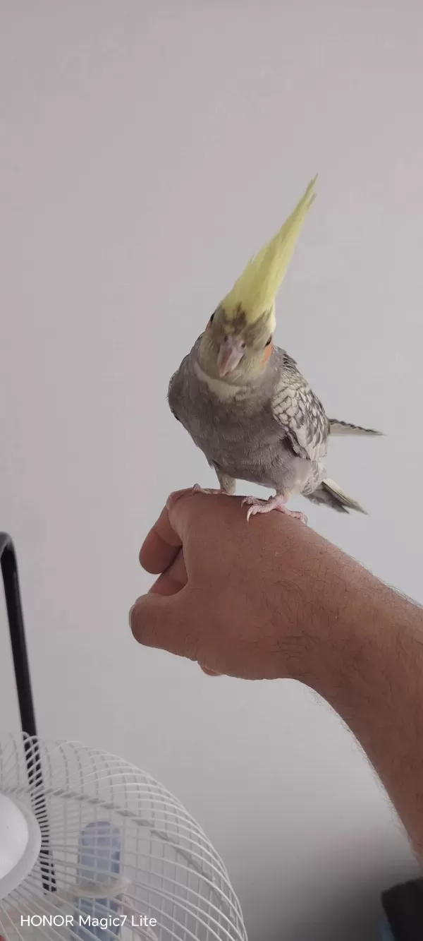 Gel Bak Beğen Al Sultan Papağanı