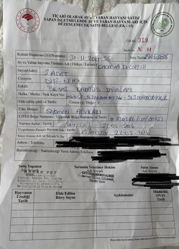 7 Aylık Çipli Kayıtlı Ve Aşılı Kakadu Çifti