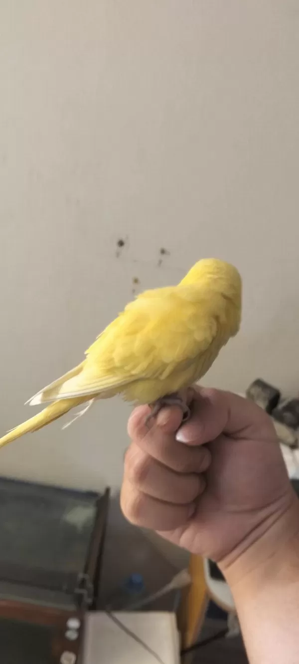 Full Evcil Muhabbet Kuşu