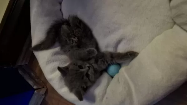 2 Aylık British Shorthair Dişi