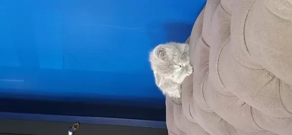 2 Aylık British Shorthair Dişi