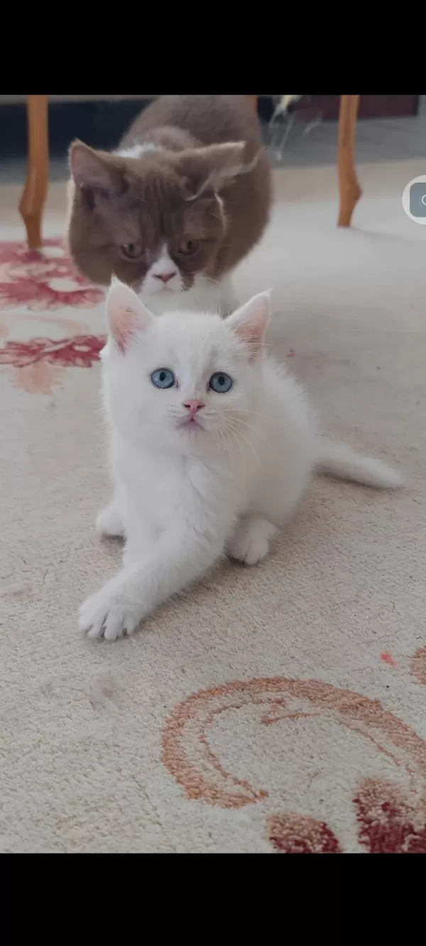 British Shorthair Kedisi Beyaz