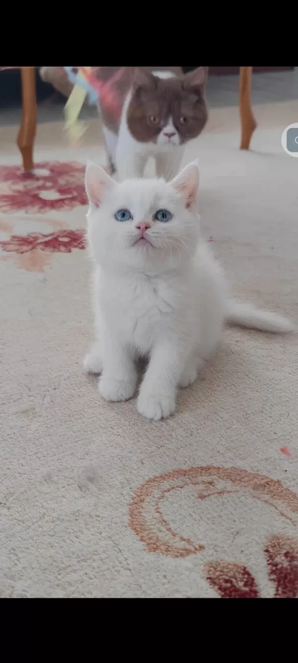 British Shorthair Kedisi Beyaz