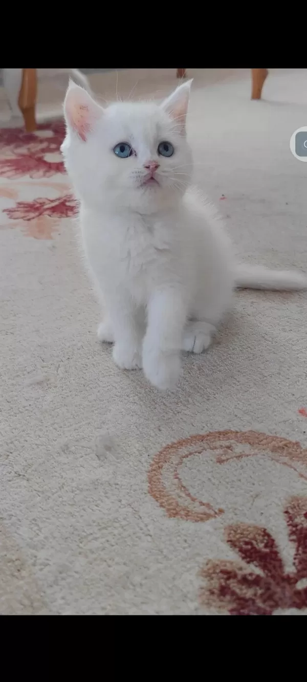 British Shorthair Kedisi Beyaz