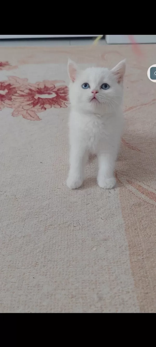British Shorthair Kedisi Beyaz