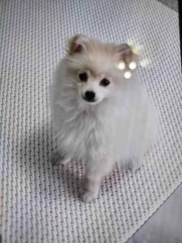 Pomeranian 8 Aylık Erkek Köpeğimiz