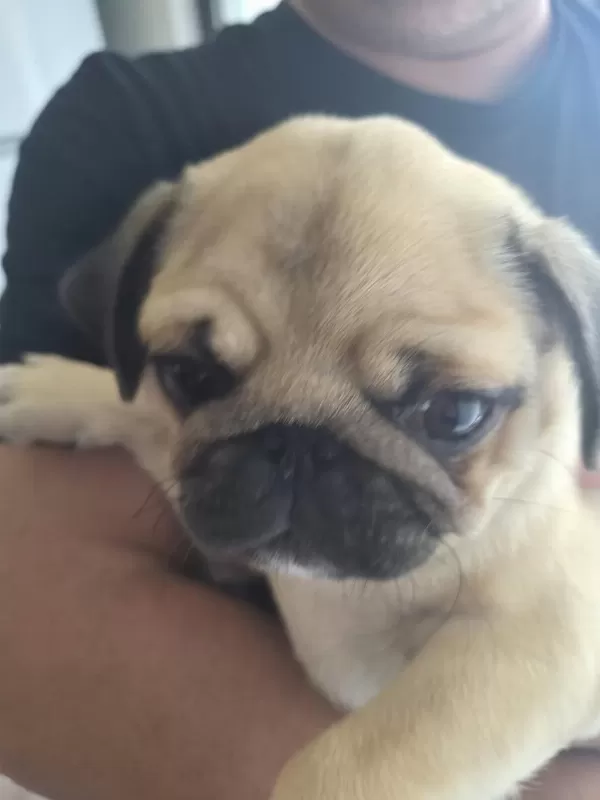 Sahiplendirilecek Pug Köpeğimiz