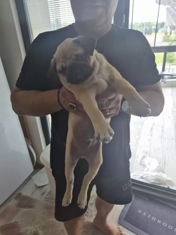 Sahiplendirilecek Pug Köpeğimiz
