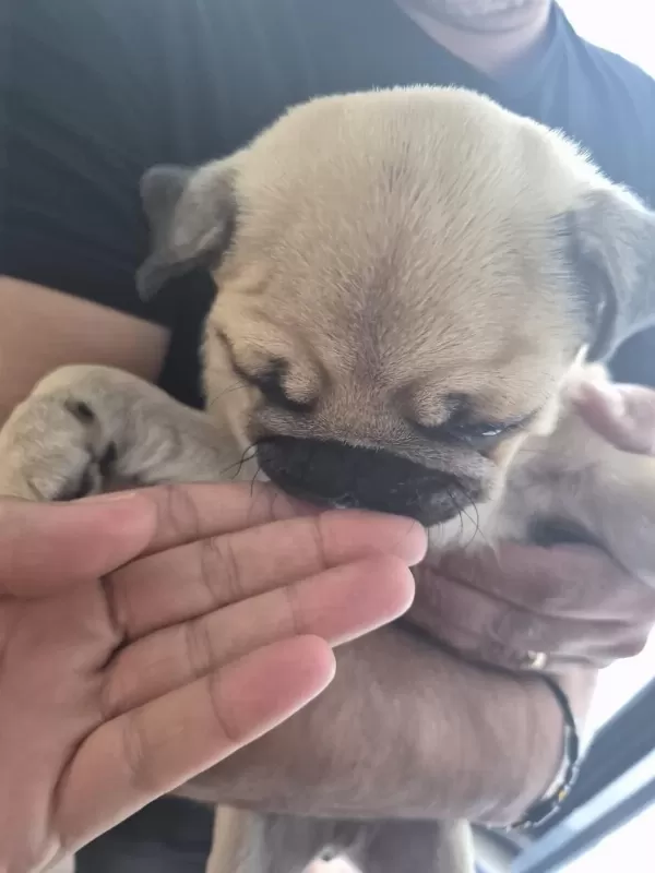 Sahiplendirilecek Pug Köpeğimiz