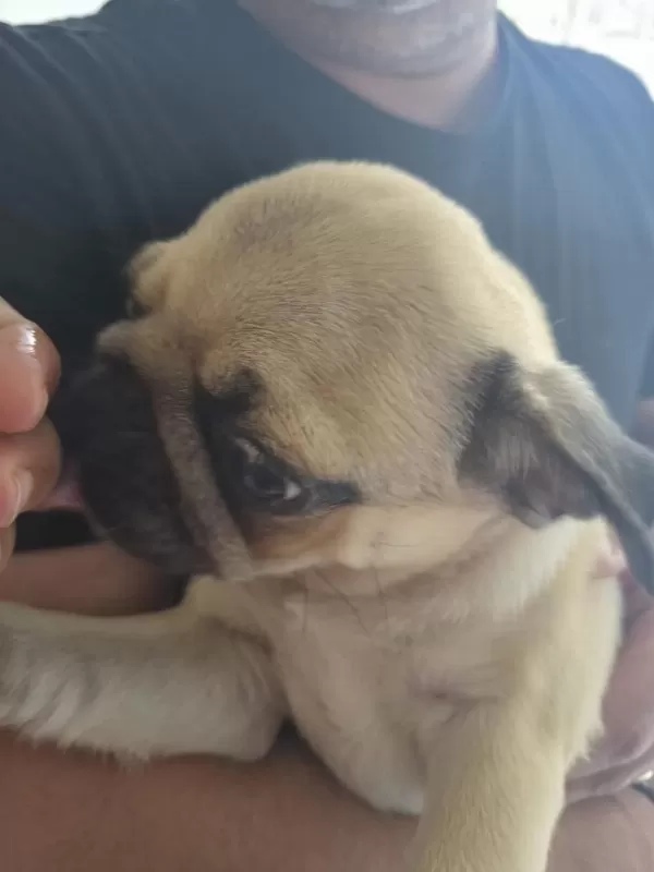 Sahiplendirilecek Pug Köpeğimiz