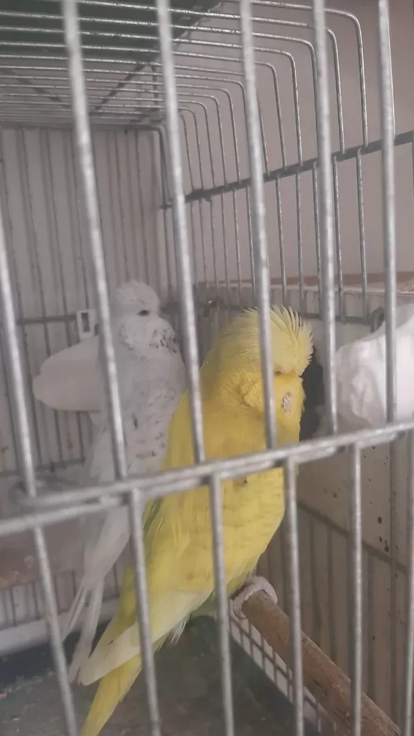 Harika Muhabbet Kuşlar