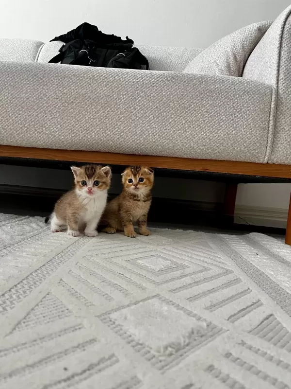 4 Tane Yavru British Shorthair 2 Silver 2 Golden