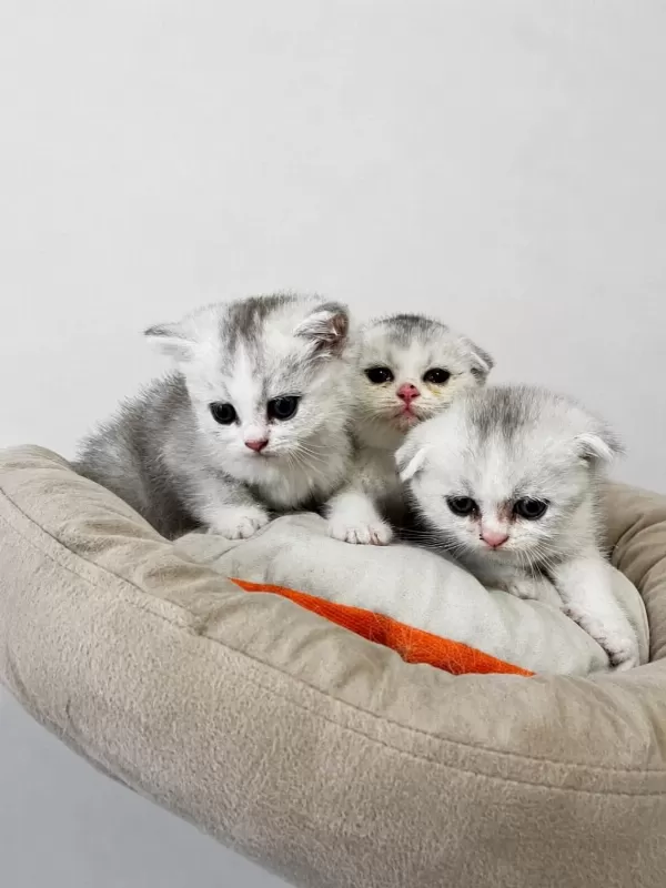 4 Tane Yavru British Shorthair 2 Silver 2 Golden
