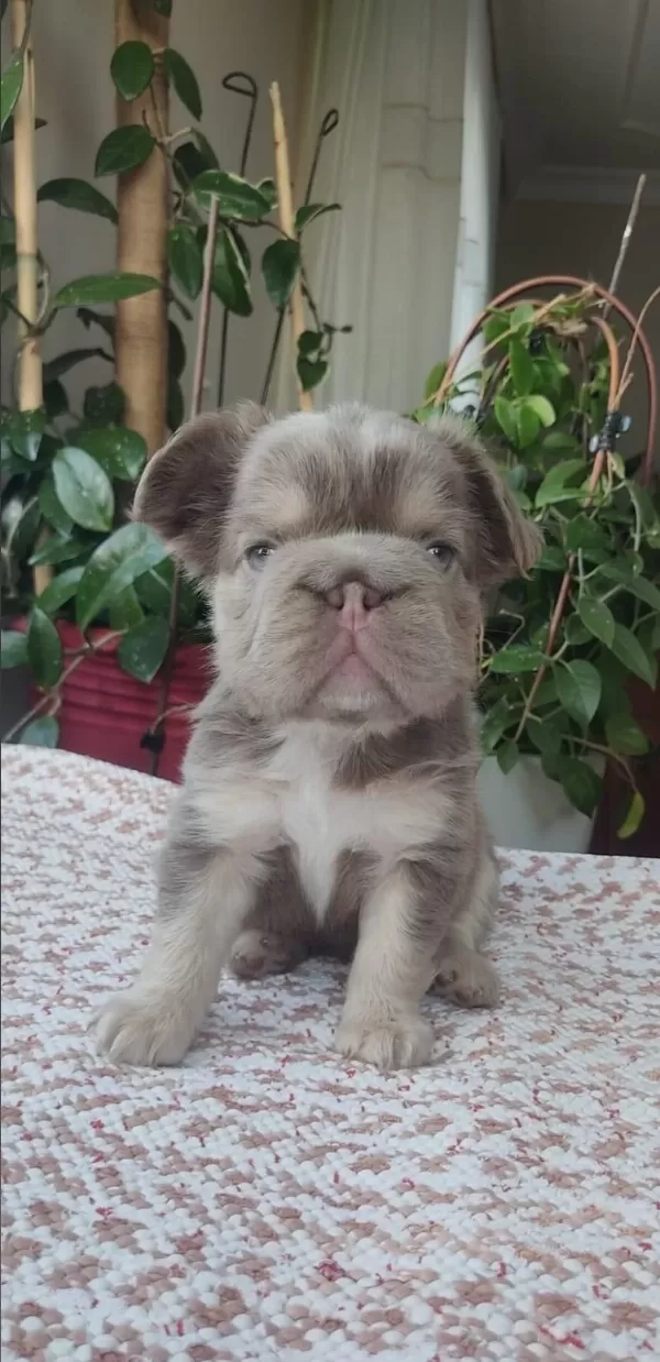 Egzotik Yavru Köpekler