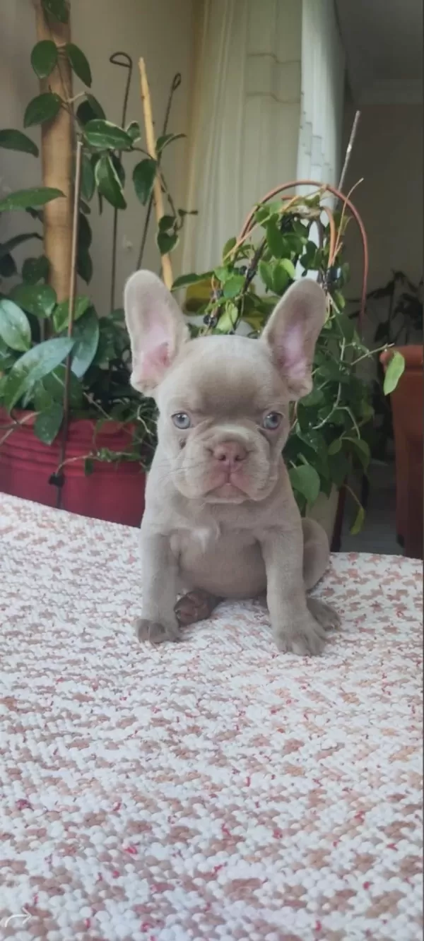 Egzotik Yavru Köpekler