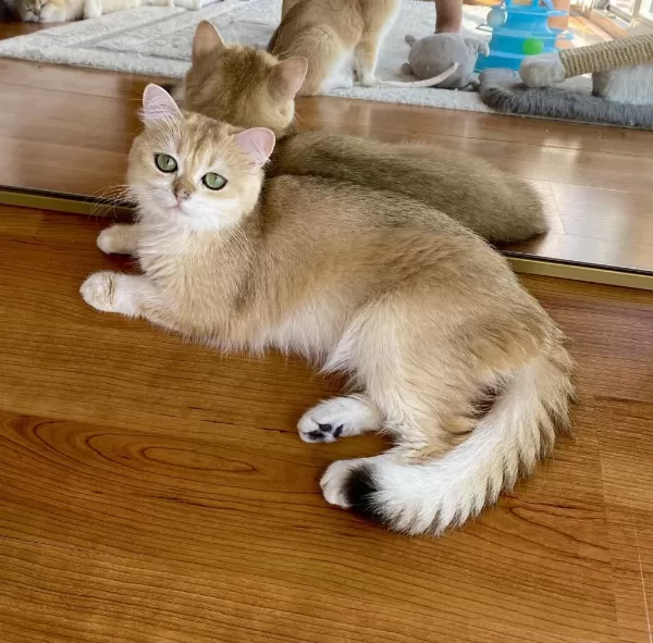 Şecereli British Shorthair Yetişkin Dişi