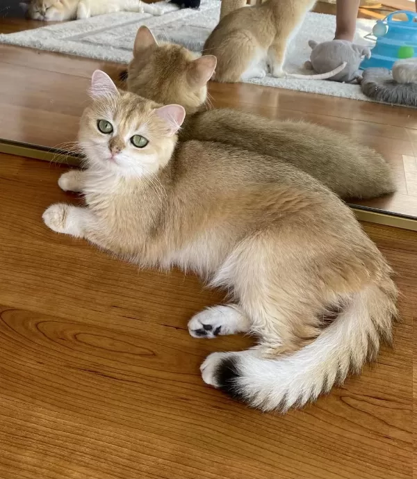 Şecereli British Shorthair Yetişkin Dişi