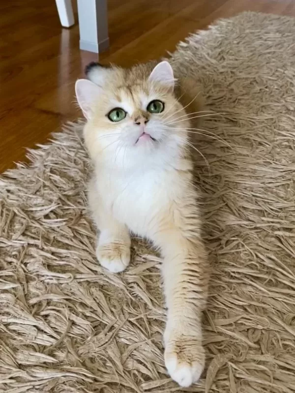 Şecereli British Shorthair Yetişkin Dişi