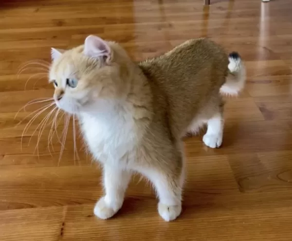 Şecereli British Shorthair Yetişkin Dişi