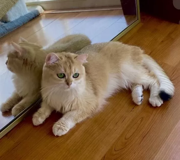 Şecereli British Shorthair Yetişkin Dişi