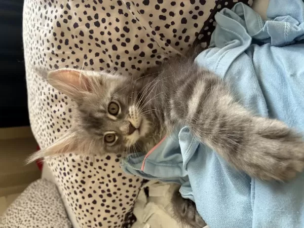 Anne Baba Şereceli Xxl Maine Coon