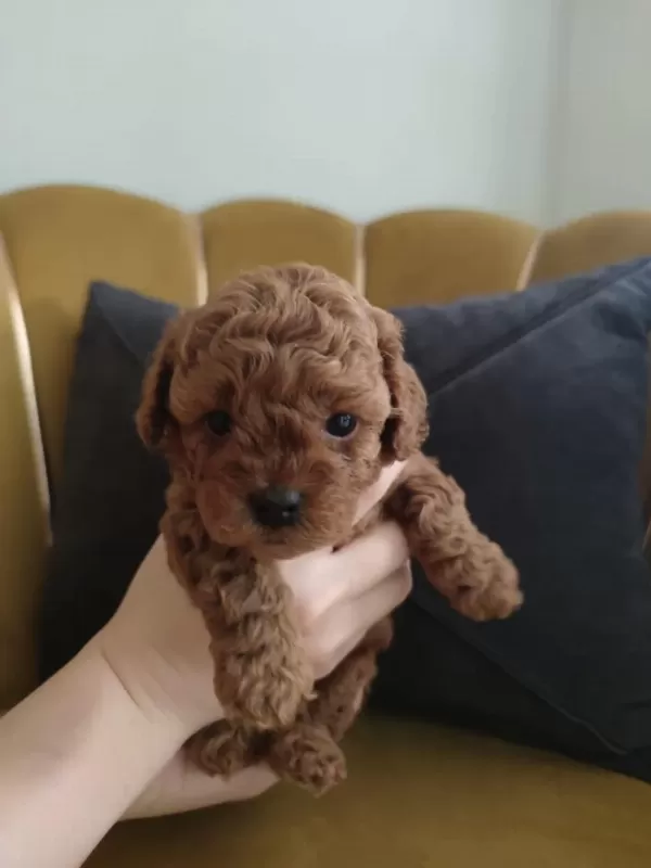 Red Brown Toy Poodle Yavrularımız Yeni Ailelerini Arıyor