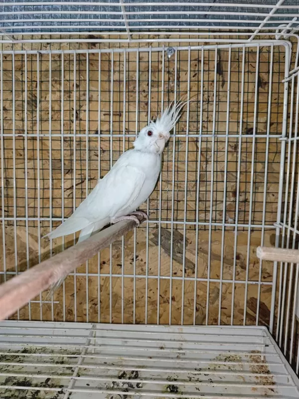 Yeni Eşleme Sultan Papağani Albino Takim