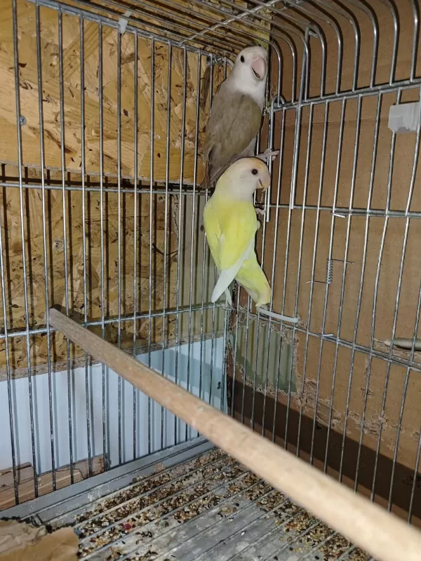 Yeni Eşleme Sevda Papağani Takimlar