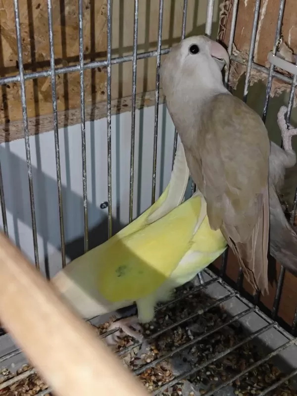 Yeni Eşleme Sevda Papağani Takimlar
