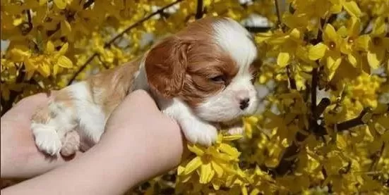 İrk Ve Sağlık Garantili Cavalier King Charles Yavrular