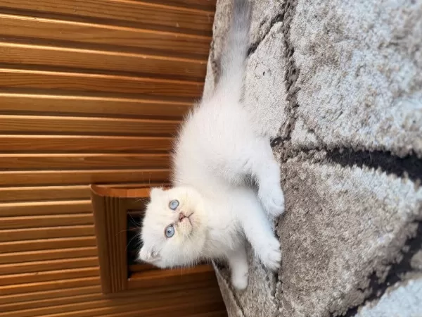 Üst Kalite Scottish Fold Bebekleri