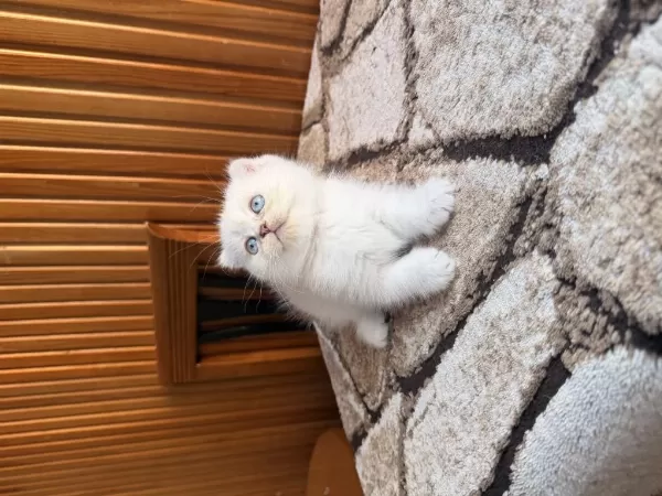 Üst Kalite Scottish Fold Bebekleri