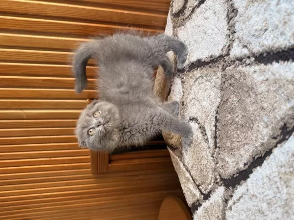 Üst Kalite Scottish Fold Bebekleri