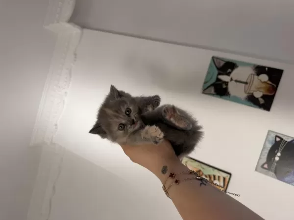 British Shorthair Erkek Kedimiz