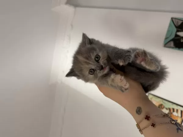 British Shorthair Erkek Kedimiz