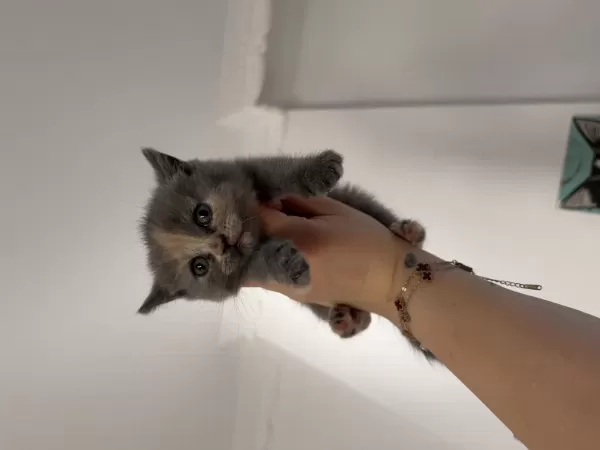 British Shorthair Dişi Yavru