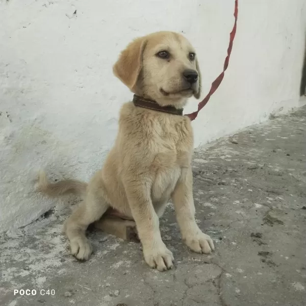 Sağlıklı Yavru Kangal