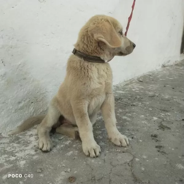 Sağlıklı Yavru Kangal