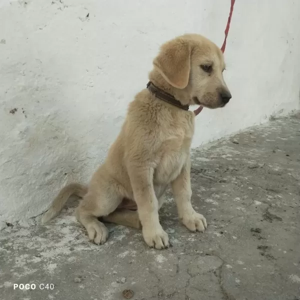 Sağlıklı Yavru Kangal