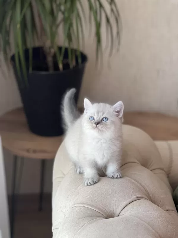 Sevimli Surat British Shorthair Yavrum