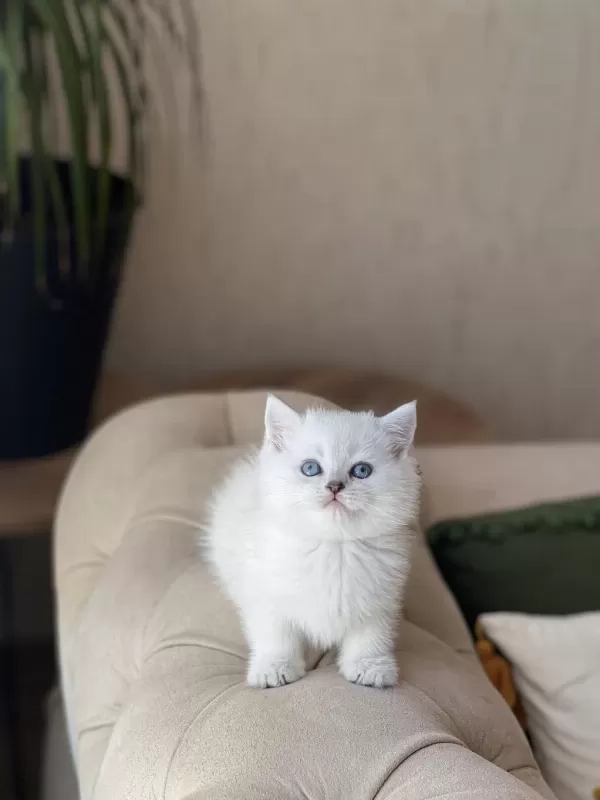 Üst Düzey British Shorthair Yavrum