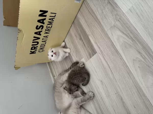 Scottish Fold Kedilerimiz