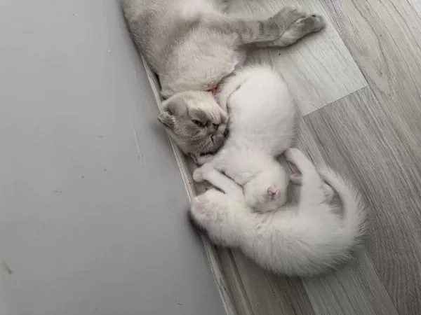 Scottish Fold Kedilerimiz
