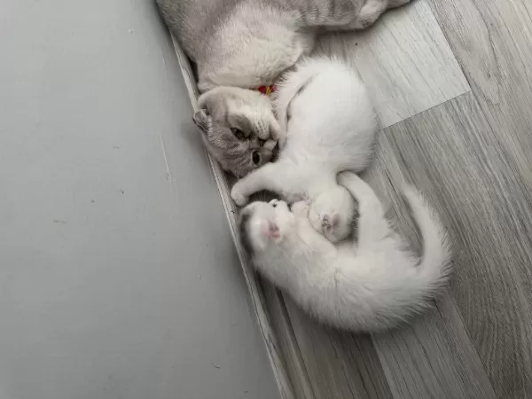 Scottish Fold Kedilerimiz