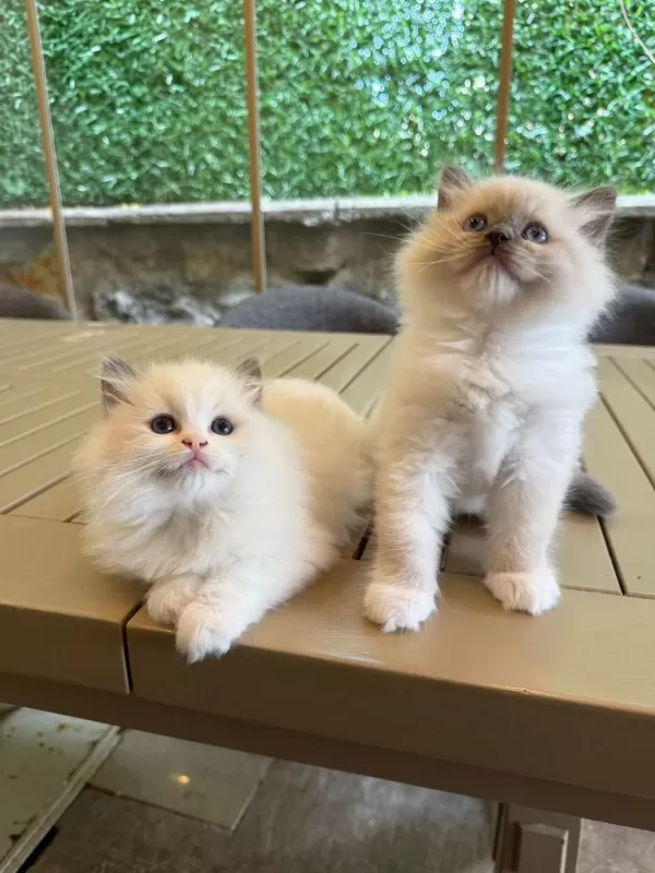 Ragdoll Yavru Kediler