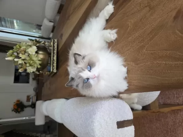 Ragdoll Yavru Kediler