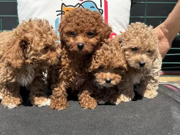 Petmode Köpek Çiftliğinde Ziyarete Açık Kore Maltipoo