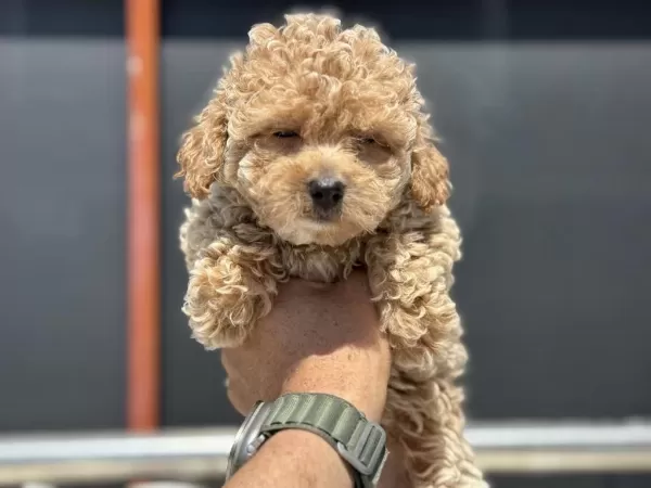 Petmode Köpek Çiftliğinde Ziyarete Açık Kore Maltipoo