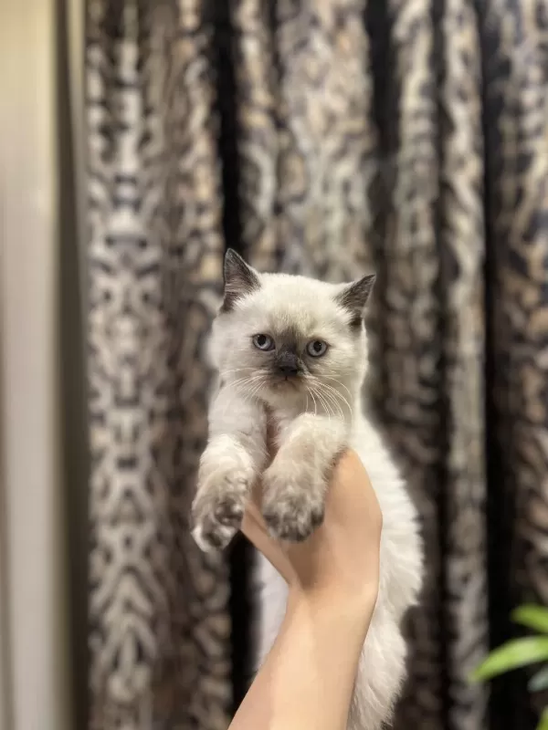 Bursanin En Seçkin British Shorthair Yavrulari