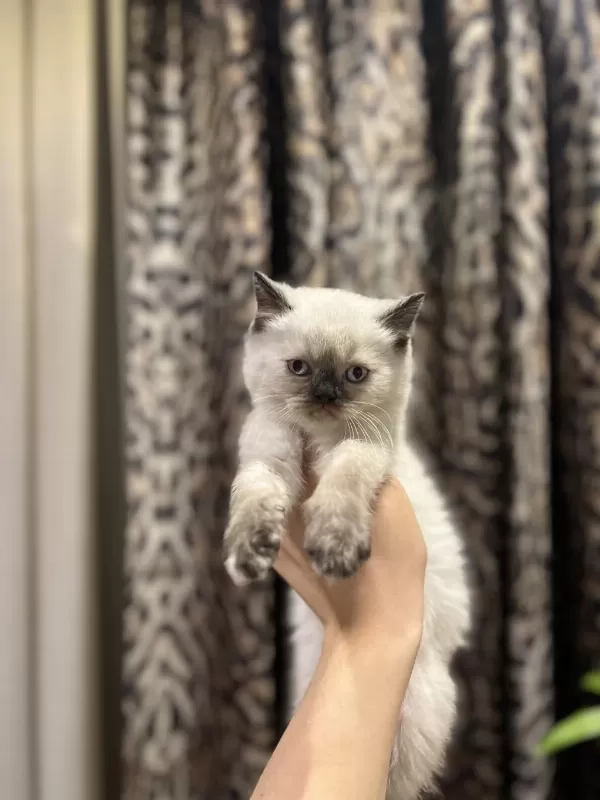 Bursanin En Seçkin British Shorthair Yavrulari